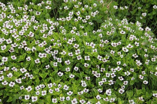 Dwarf Cornel white flowers of Lapland