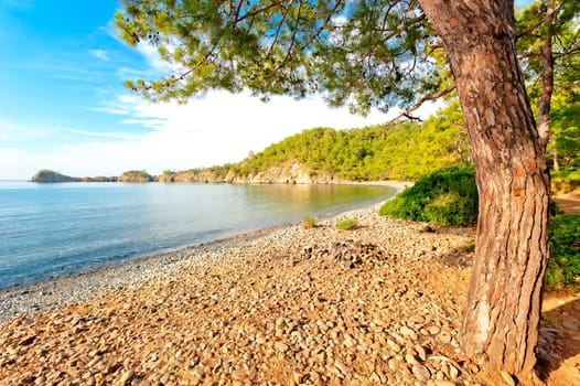 the trunk of an old pine tree on the beach in a quiet bay