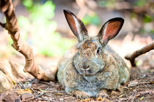 fat gray rabbit is resting on the ground in the shade of trees