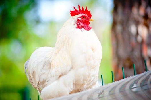 pure white rooster sits at the top of the cells in the chicken coop