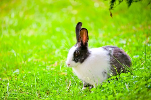 black-and-white rabbit sitting on the green grass with raised ears