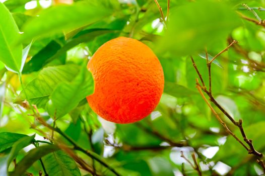 ripe oranges hanging on a branch of an orange tree in the grove