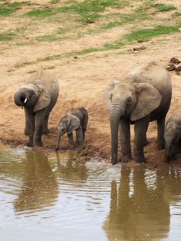 A family of African Elephants (Loxodonta africana) taking a drink at a waterhole in South Africa's Ado National Park.