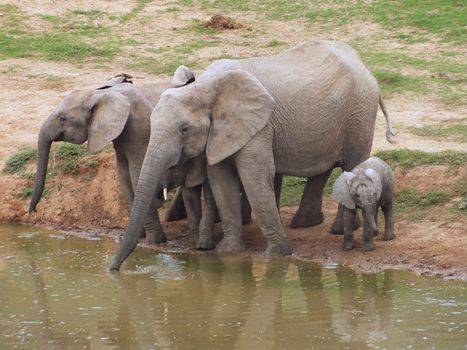 A family of African Elephants (Loxodonta africana) taking a drink at a waterhole in South Africa's Ado National Park.