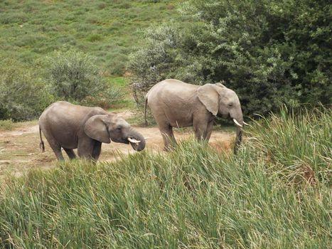 African elephants (Loxodonta africana) can be found in Eastern, Southern and West Africa, either in dense forests, mopane and miombo woodlands, Sahelian scrub or deserts. The IUCN Red List considers elephants as vulnerable, mainly due to ivory poaching.