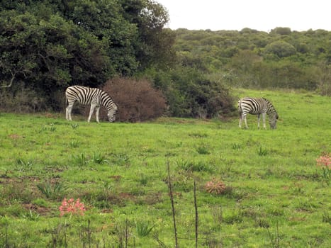 Zebra feeding on the grass plains of South Africa's Addo National Park