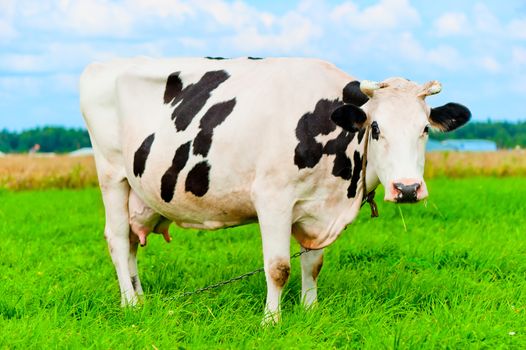 cow on the chain chews grass on a green meadow