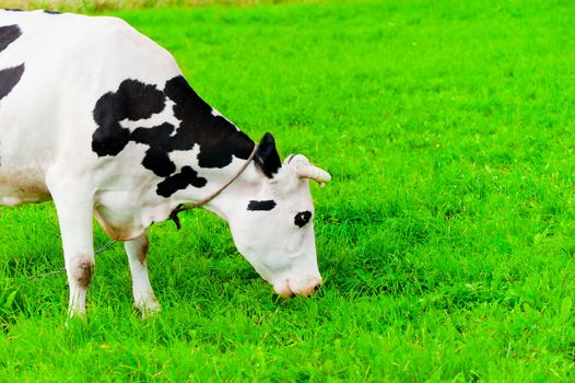 cow on the chain chews grass on a green meadow