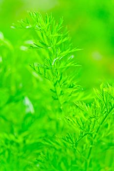 juicy green leaf dill close-up on a background of green grass