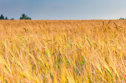 yellow ripe ears of wheat in the sunlight before harvest