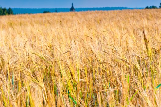 field of ripe wheat ears ready for harvest