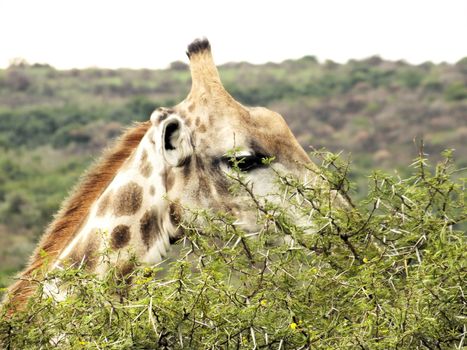 Giraffes (Giraffa camelopardalis) usually inhabit savannas, grasslands and open woodlands where they prefer Acacia, Commiphora, Combretum and open Terminalia woodlands. This photo is a cvlose up of one browsing on an Acacia tree. 