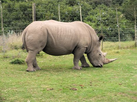 Members of the rhinoceros family are characterized by their large size, with all of the species able to reach one tonne or more in weightThey are poached for their horns which are used by some cultures for ornamental or traditional medicinal purposes. Rhinos have a herbivorous diet, generally eating leafy material. 