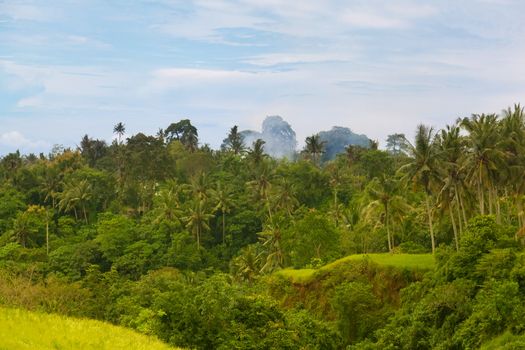 tropical jungle on the island of Bali, Indonesia