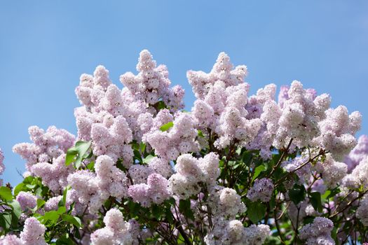 Branch of a pink lilac waves on a wind