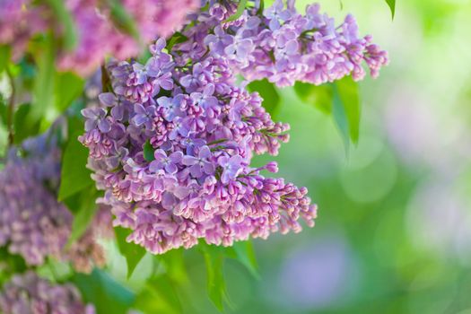 Branch of a pink lilac waves on a wind