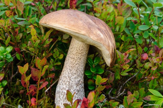 A birch bolete (Leccinum scabrum) Grows normally under birch trees, edible mushroom