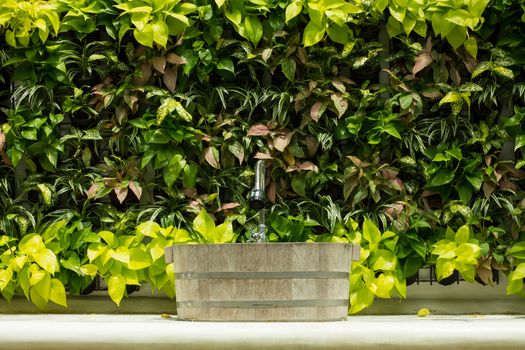 Out door Lavatory and Ornamental plants wall.