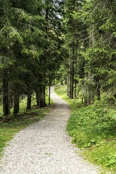 path in the forest of Paneveggio, Dolomiti - Trentino, Italy