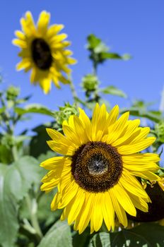 Close-up of sunflowers against a blue sky.