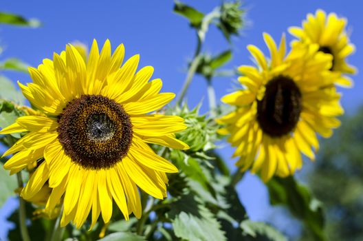 Close-up of sunflowers against a blue sky.