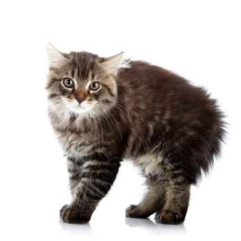 Striped fluffy angry tousled cat. Striped not purebred kitten. Kitten on a white background. Small predator. Small cat.