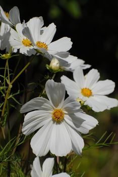 White garden flowers