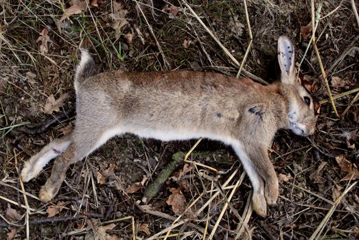 Dead wild rabbit with shotgun pellet wounds, shot as a pest by farmer