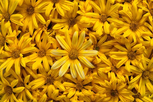 carpet of yellow flowers