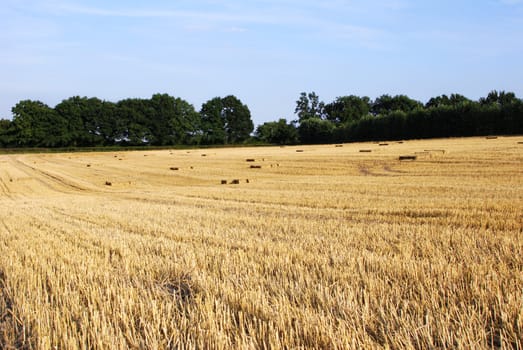 Landscape view of straw bales in a harvested farm field