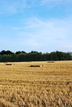 Portrait view of straw bales in a farm field with blue sky above