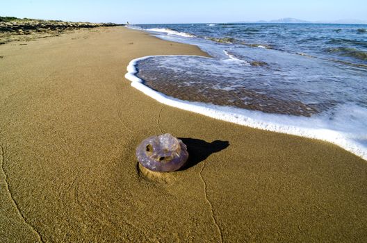 Jellyfish washed up on a sandy beach.