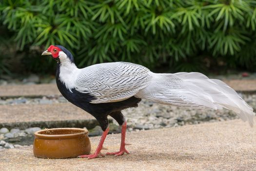 Male silver pheasant (Lophura nycthemera) near feeder and with green plants on background