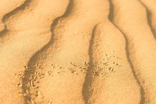 Running scarab on sand dunes in desert at sunset. Thar desert or Great Indian desert.