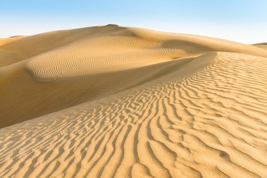 Gold sand dunes in desert at sunset under clear blue sky