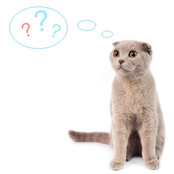 Portrait of dreaming  scottish fold cat on a white background . Studio shot.