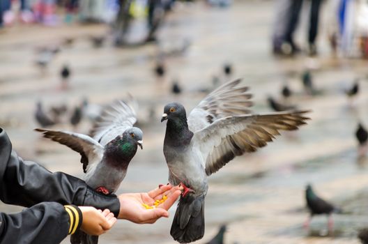 Pigeons eating corn from a hand in Bogota, Colombia