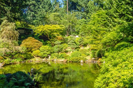 Lush green Japanese Garden and pond in Portland, Oregon