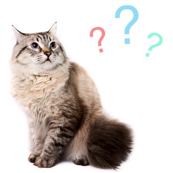 Portrait of a misunderstanding Siberian Cat on a white background.  Studio shot.