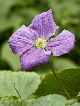 Clematis blue flower on the flowerbed close up