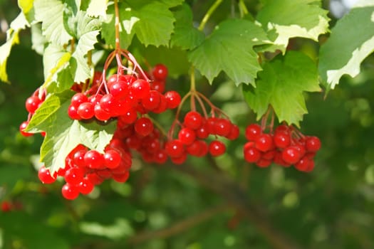 Bunches of viburnum red berries hanging on the bush in the sunlight