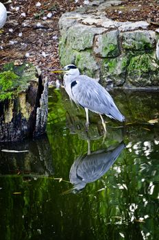 Grey Heron standing in a still reflective water