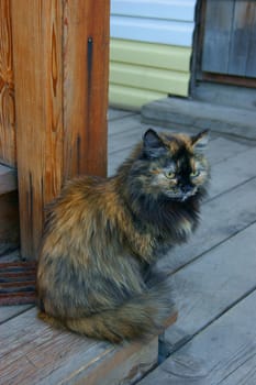 Cat sitting on board beside building