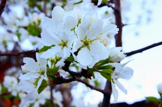 Beautiful white flower tree pear