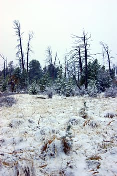 Landscape wood coated by snow