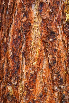 Stem tree sneakers coated by cortex