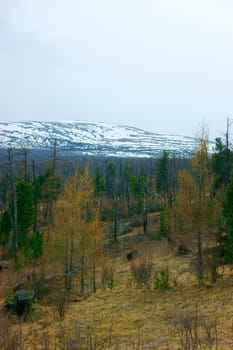 High mountains and wood by springtime