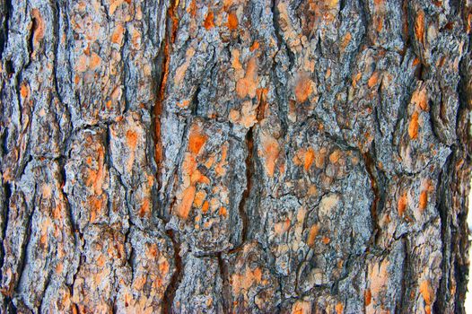 Texture of the cortex tree cedar