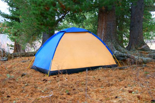 Tourist tent in coniferous wood by springtime
