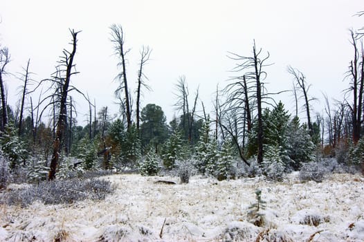 Landscape cool winter wood